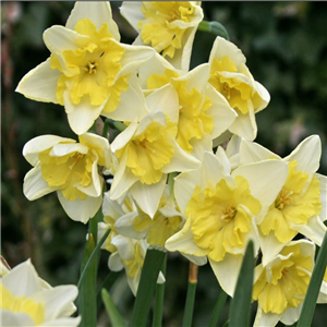Narcissus (Daffodil) 'Prom Dance'. Potted